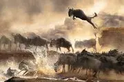 مرگ دردناک شیر توسط گله بوفالوها +فیلم