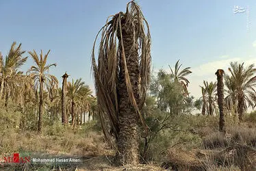 نخل