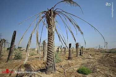 نخل