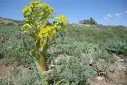 گیاهان کوهی از بین می روند!