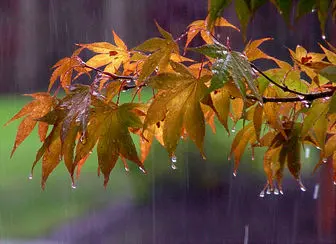بارش باران پراکنده در ۱۷ استان