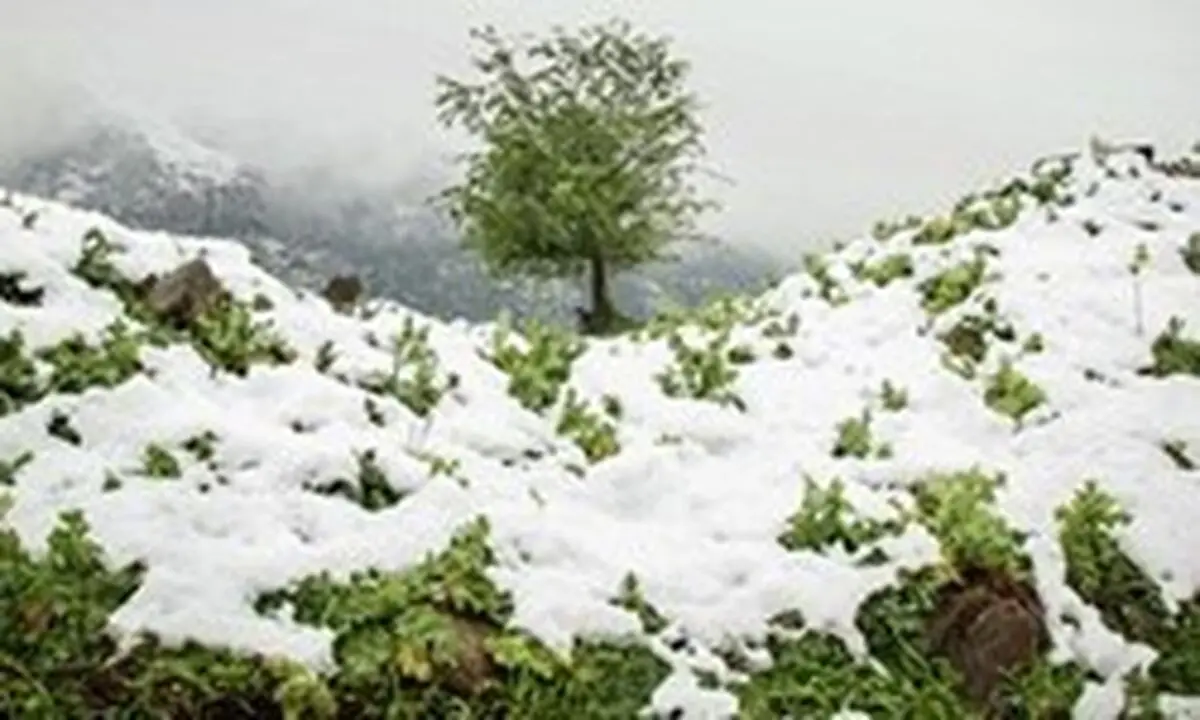 این 5 استان کشور منتظر بارش برف باشند