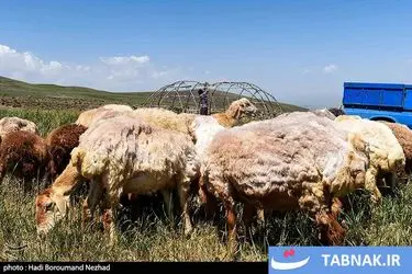 روز ملی روستا و عشایر/گزارش تصویری