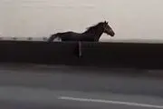 اسب سرگردان در اتوبان تهران-ساوه