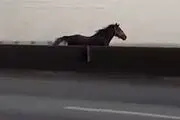 اسب سرگردان در اتوبان تهران-ساوه