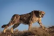 آخرین وضعیت «دلبر» یوز ایرانی