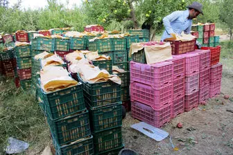صنایع تبدیلی حلقه مفقوده کشاورزی اردبیل
