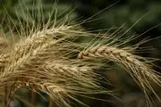 زمان اعلام  قیمت خرید گندم مشخص شد