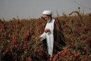 رنج دستانش، یاقوت سرخ سفره هاست/ گزارش تصویری