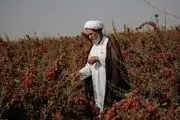 رنج دستانش، یاقوت سرخ سفره هاست/ گزارش تصویری