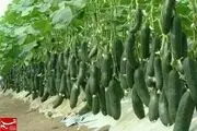 راه‌اندازی پایانه صادراتی محصولات کشاورزی در گرمی 