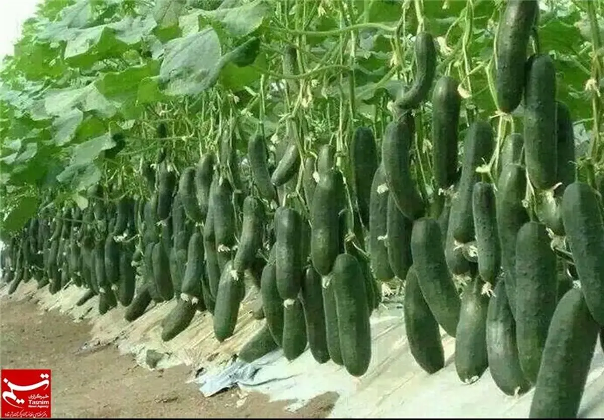 راه‌اندازی پایانه صادراتی محصولات کشاورزی در گرمی 