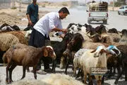 قیمت دام زنده ١٠ آبان ١۴٠٣ 