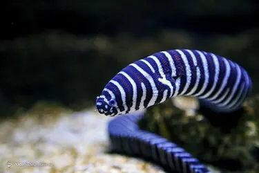 12552047_251