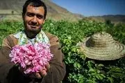 گلاب‌گیری در قمصر کاشان / گزارش تصویری