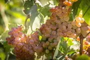 توسعه باغات الیگودرز