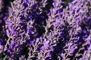 
خواص بی نظیر اسطوخودوس
