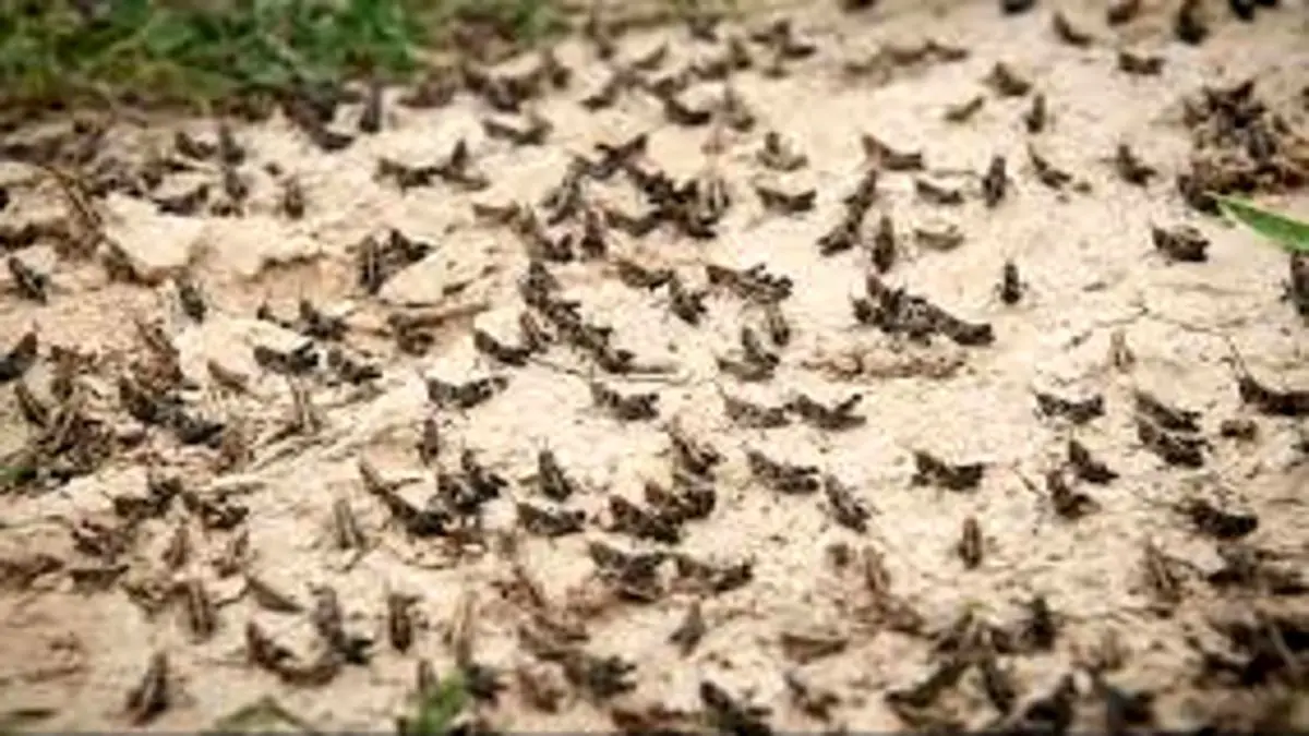 خبری از هجوم ملخ صحرایی نیست