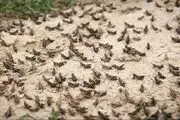 خبری از هجوم ملخ صحرایی نیست
