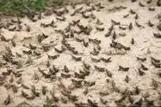 خبری از هجوم ملخ صحرایی نیست
