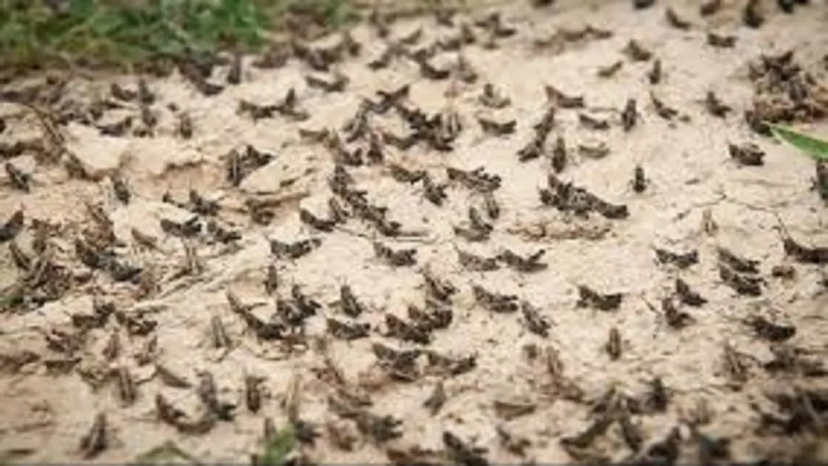 خبری از هجوم ملخ صحرایی نیست
