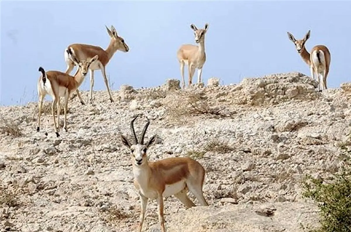تلاش نافرجام برای خارج کردن برهآهو از جزیره خارگ