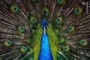 به دام انداختن طاووس سرگردان در تهران/ عکس