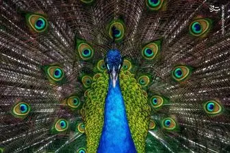به دام انداختن طاووس سرگردان در تهران/ عکس