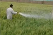 مبارزه با «سن گندم» در 15 هزار هکتار از مزارع غلات تربت حیدریه انجام می شود