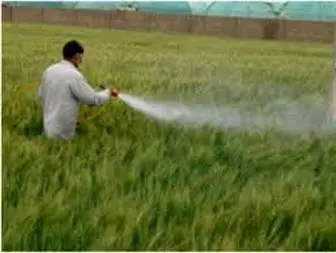 مبارزه با «سن گندم» در 15 هزار هکتار از مزارع غلات تربت حیدریه انجام می شود