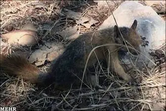 رهاسازی یک قلاده سنجاب ایرانی در طبیعت دزفول