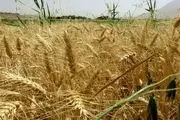 برداشت 25 هزار تن گندم از مزارع تویسرکان