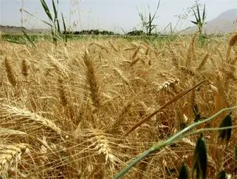 برداشت 25 هزار تن گندم از مزارع تویسرکان