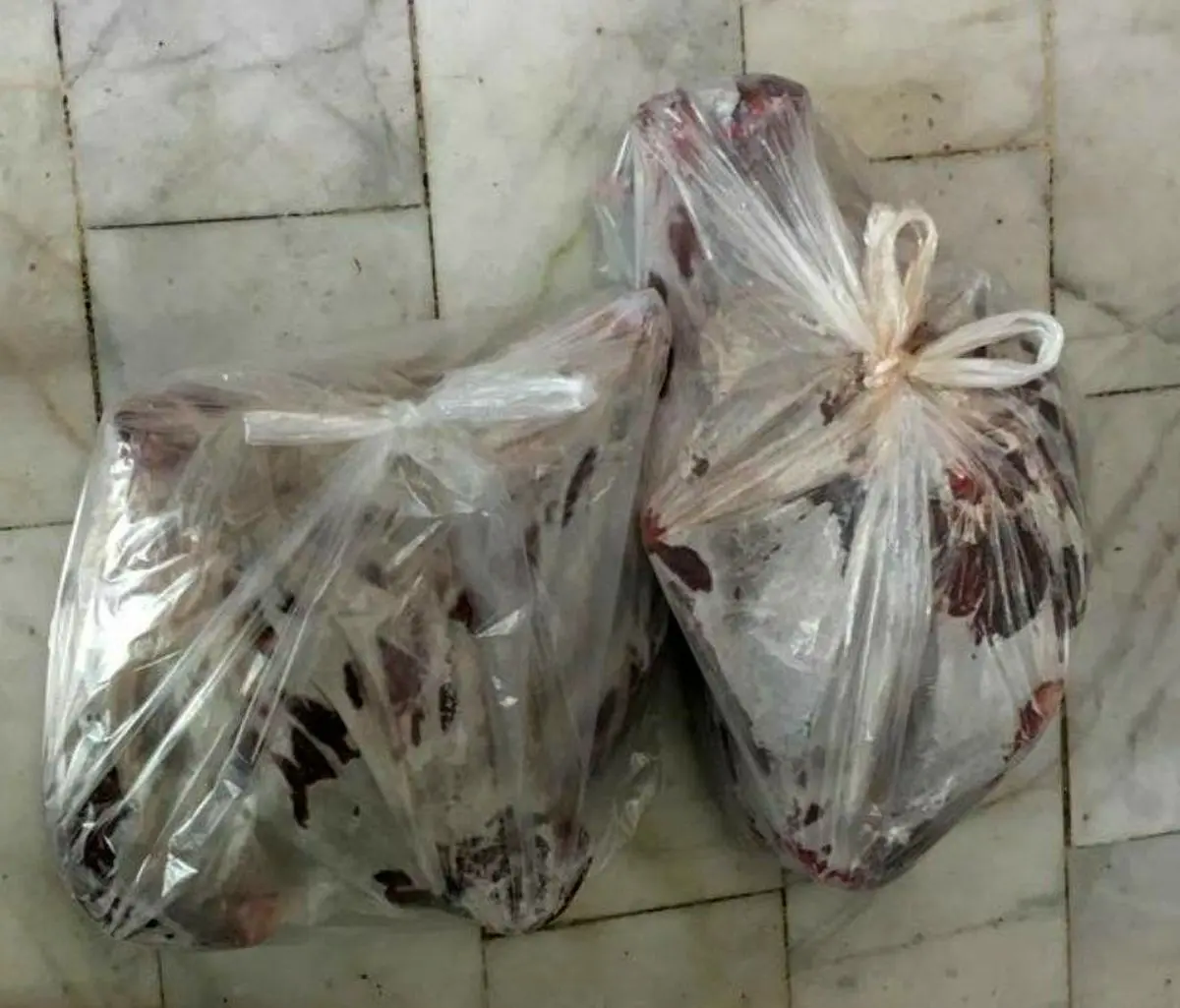 کشف لاشه قوچ وحشی درشرق تهران