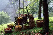 اعلام تورم کالاهای زراعی و دامی/ رشد 4 درصدی تورم انواع میوه‌