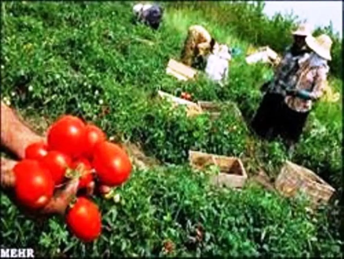 افزایش قیمت گوجه فرنگی پس از تخریب مزارع کشاورزان