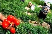افزایش قیمت گوجه فرنگی پس از تخریب مزارع کشاورزان