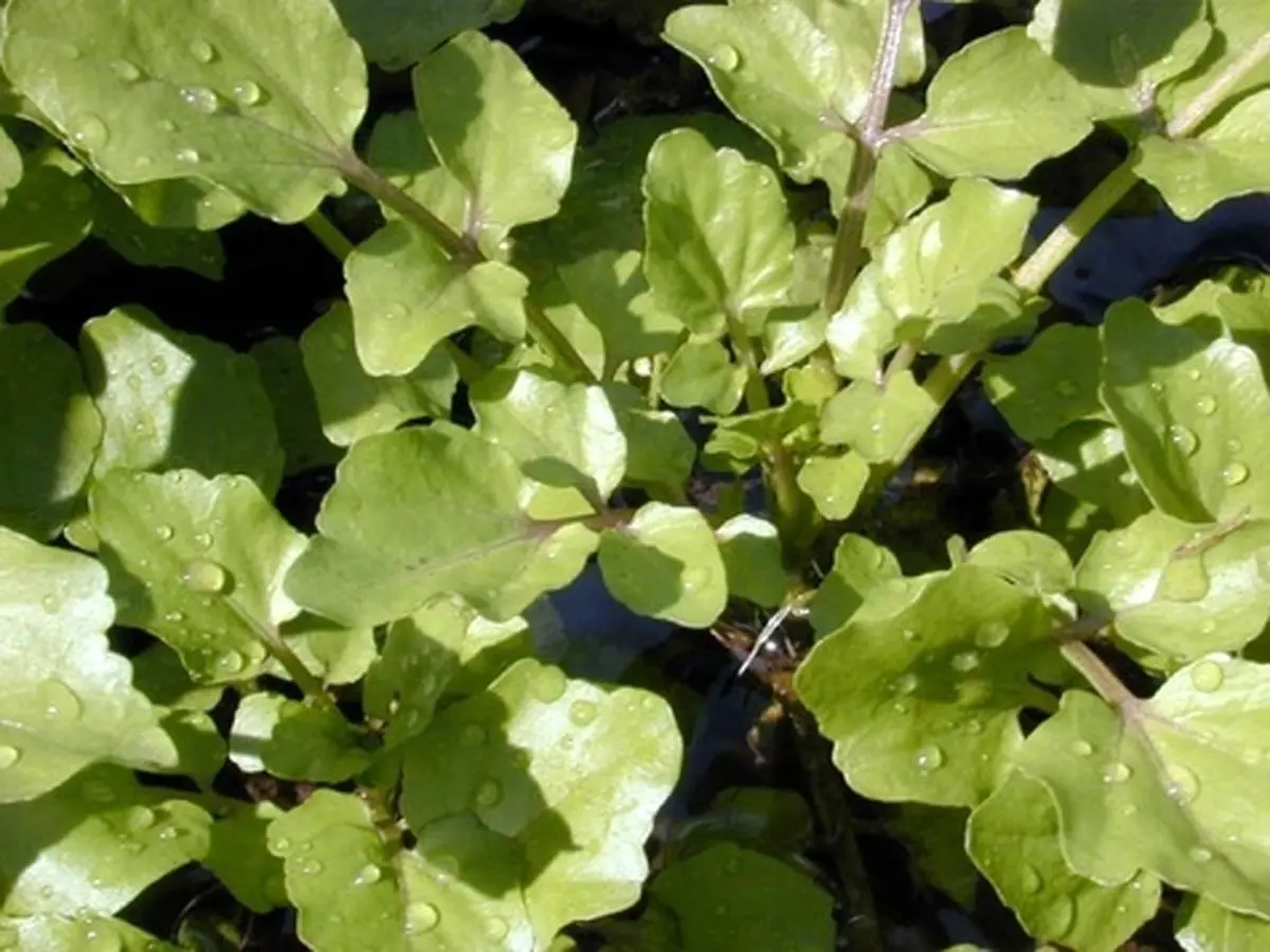 خوردن این سبزی عمر را طولانی میکند+عکس