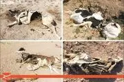 تلف شدن دام‌های سنگین مردم توابع اراک و مسئولانی که خوابند