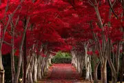 چتر قرمز درختان در ژاپن/ عکس