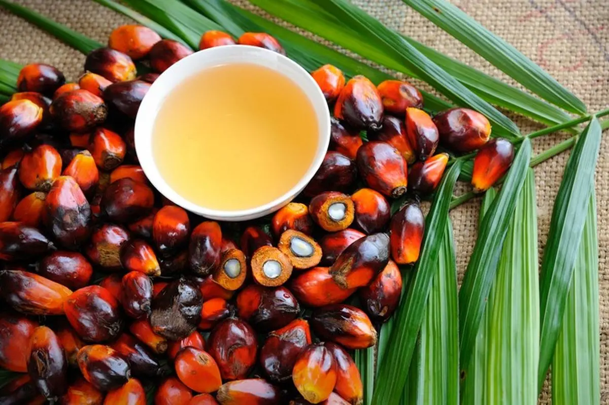 درباره این روغن و موارد استفادهاش چقدر میدانیم؟