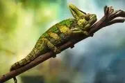  لحظه جذاب شکار آفتاب‌پرست/ عکس