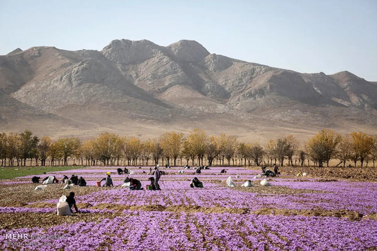 مرگ آرام طلای سرخ در راه است