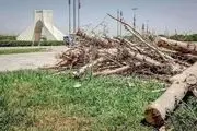 ماجرای قطع درختان میدان آزادی چه بود؟