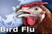 ویروس آنفلونزای پرندگان در شمال غرب آلمان