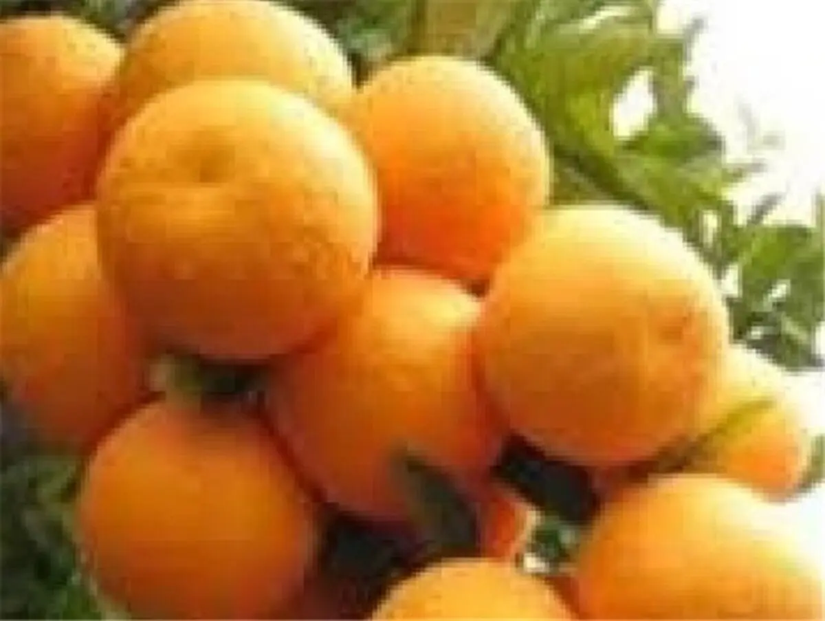 
4هزار هکتار نخلستان فرسوده در هرمزگان