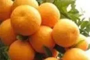 
4هزار هکتار نخلستان فرسوده در هرمزگان