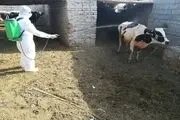 سل گاوی، بیماری مزمن قابل انتقال بین انسان و دام
