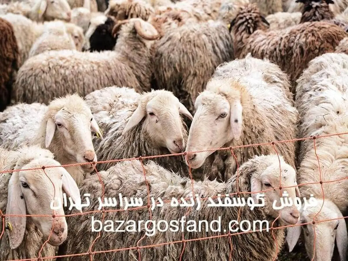 خرید گوسفند زنده با قیمت استثنایی در تهران
