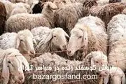 خرید گوسفند زنده با قیمت استثنایی در تهران
